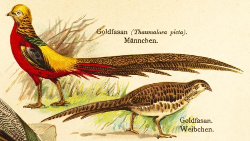 Golden pheasant (Chrysolophus pictus) male and female, World of Birds, historical illustration 1890