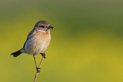 European Stonechat (Saxicola rubicola) female, Rhineland-Palatinate, Germany