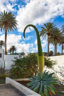 Canary Islands dragon tree agave (Agave attenuata), gooseneck agave, foxtail, unusual conspicuous