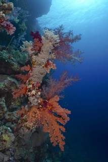 Klunzinger's tree coral (Dendronephthya klunzingeri)