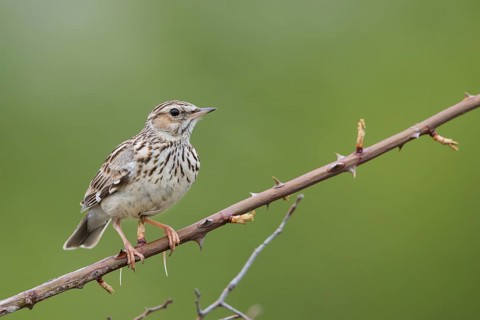 Woodlark - Heidelerche - Lullula arborea ssp. pallida, Romania, adult