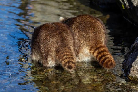 Raccoon butts. Two Raccoons, Procyon lotor, looking for food between the pebbles in shallow water