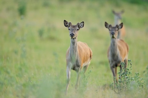 Red deer (Cervus elaphus) male in a forest clearing, Bavaria