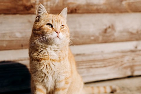 A ginger domestic cat sits serenely outside a wooden house, basking in the warm sunlight. The cat