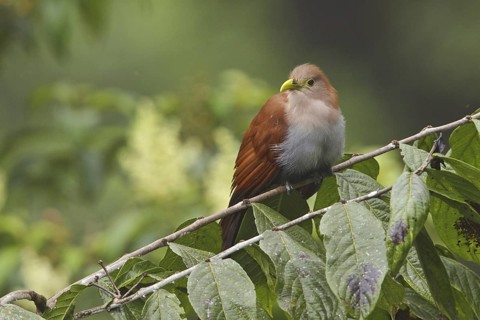 Squirrel Cuckoo (Piaya cayana), Ecuador