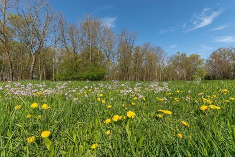 A field with yellow flowers and green grass. There are many yellow flowers in the field. The sky is