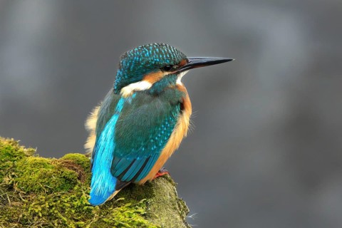 Common Kingfisher (Alcedo atthis), Mecklenburg-Western Pomerania, Germany