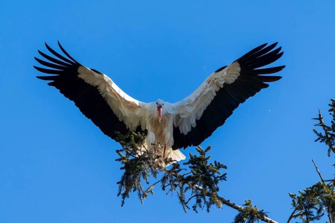 A stork spreads its wings over a tree in front of a clear sky, White Stork (Ciconia ciconia),