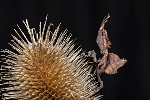 An insect camouflages itself next to a prickly thistle on a dark background, ghost mantis