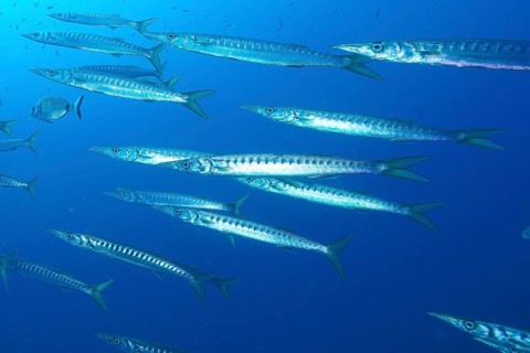 European barracuda (Sphyraena sphyraena)
