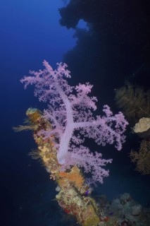 Hemprich's Tree Coral (Dendronephthya hemprichi)