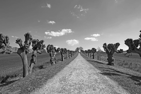 Trimmed festoon avenue of Tilia × europaea lime trees (Tilia × europaea), at Bothmar Castle, black