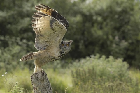 Eurasian Eagle-Owl (Bubo bubo), Rhineland-Palatinate, Germany