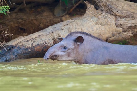 A tapir swimming in a river near a tree trunk on the bank, lowland tapir (Tapirus terrestris),