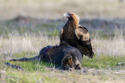 Wedge-tailed Eagle (Aquila audax) at the carcass of a Swamp Wallaby (Wallabia bicolor), Victoria,