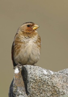 Eurasian Crimson-winged Finch (Rhodopechys sanguineus), Oukaimeden, Morocco
