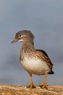 Mandarin duck, (Aix galericulata), animals, birds, duck birds, females, ducks, forest park,
