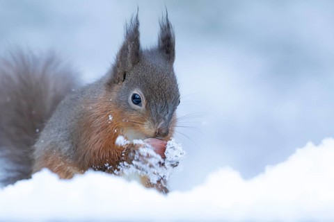 Red squirrel (Sciurus vulgaris) adult animal eating a hazel nut in snow in winter, England, United