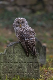 One Ural owl (Strix uralensis) sitting on a old jewish gravestone with gravestones in the