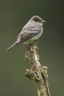 Western Wood Pewee (Contopus sordidulus), Washington, USA