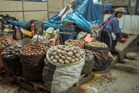 Potato variety, Mercado Mayorista, Huancayo, Peru