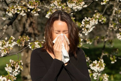 Woman sneezing into a tissue in a blooming orchard during spring. Pollen allergy or hay fever