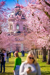 People walking under cherry blossoms in the park towards a pink dome, Cherry Blossom Garden,
