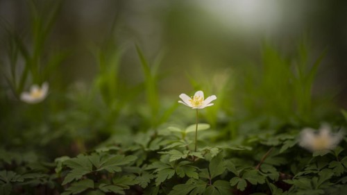 Close-up of a wood anemone (Anemonoides nemorosa, syn. Anemone nemorosa), landscape, nature
