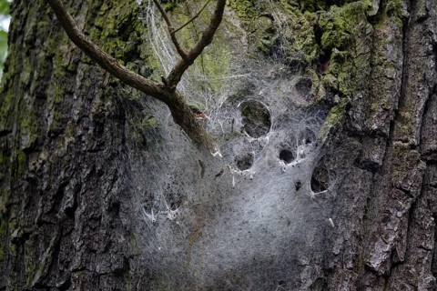 Oak processionary moth, spun nest, Germany