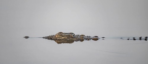 Nile crocodile (Crocodylus niloticus) swimming in the water, reflection, Kruger National Park,
