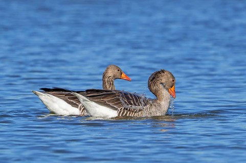 Greylag geese, graylag goose (Anser anser) pair swimming in pond and male, gander showing courtship
