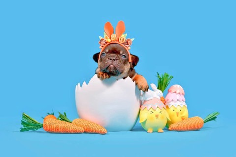 Tan French Bulldog dog puppy sitting in Easter egg shell on blue background