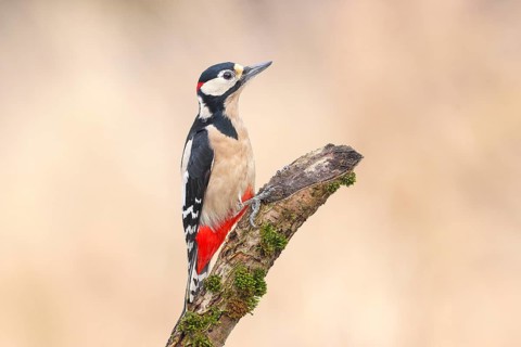 Great spotted woodpecker (Dendrocopus major), male sitting on a branch, wildlife, animals, birds,