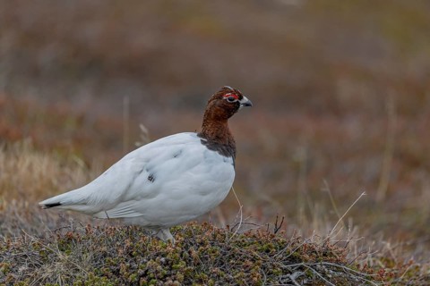 Willow ptarmigan (Lagopus lagopus), male, transitional dress, Varanger, Norway