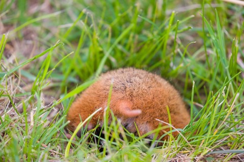 Butt of a European hamster (Cricetus cricetus), Eurasian hamster, black-bellied hamster or common