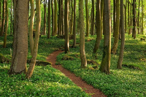 Winding forest path through an idyllic beech forest in spring with lush green wild garlic on the
