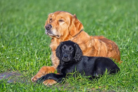 Golden retriever and black flat-coated retriever, cute 9-week-old puppy in field, gundog, hunting