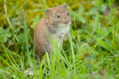 Field vole (Microtus agrestis) adult rodent animal in grassland, England, United Kingdom