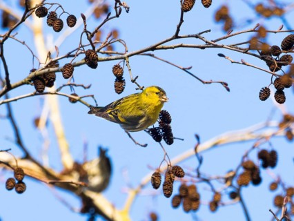 Siskin (Carduelis spinus), adult male perched on an alder branch, picking out seeds from the alder