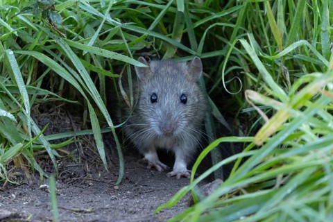 Brown rat (Rattus norvegicus) adult rodent animal emerging from a burrow hole in grassland,