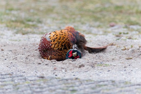 Common pheasant (Phasianus colchicus), Ring-necked pheasant, cock or male bird, taking a dust bath