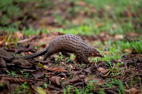 Pangolin on the ground, white-bellied pangolin (Phataginus tricuspis, Manis tricuspis), Western