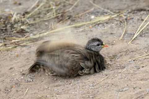 Natal Francolin (Pternistis natalensis), adult, on the ground, sand bath, plumage care, Kruger,