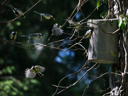 Great tits with prey in their beaks approaching the nest box, Berlin, Germany