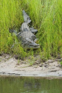 Nile Crocodile (Crocodylus niloticus), wild adult animal rests with open mouth in green grass in
