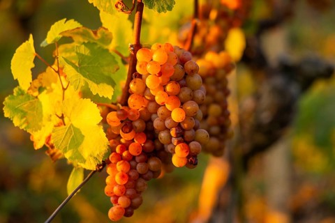 Goldener Wagen is a vineyard immediately north of Hoflößnitz, in the Oberlößnitz district of the