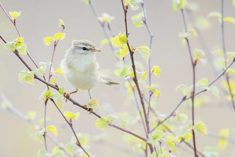Common Chiffchaff (Phylloscopus collybita) perched on a branch, Netherlands