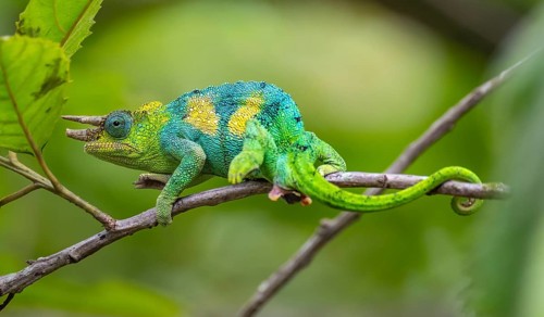 Three-horned chameleon (Trioceros jacksonii), male, between leaves on a branch, Bwindi Impenetrable