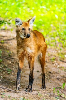 Maned wolf (Chrysocyon brachyurus) walking around, Germany