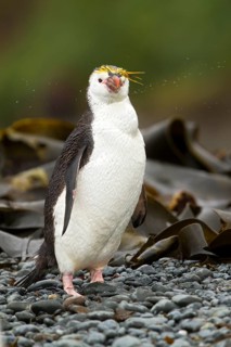 Royal Penguin (Eudyptes schlegeli), Macquarie Island, Australia
